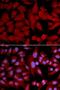 Proteasome Subunit Alpha 4 antibody, orb167173, Biorbyt, Immunofluorescence image 