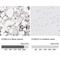 S100 Calcium Binding Protein A12 antibody, NBP1-86694, Novus Biologicals, Immunohistochemistry paraffin image 