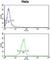 Mitochondrial Inner Membrane Protein MPV17 antibody, abx034090, Abbexa, Western Blot image 