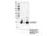Melan-A antibody, 64718T, Cell Signaling Technology, Immunoprecipitation image 