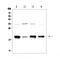 Galanin And GMAP Prepropeptide antibody, A00606-1, Boster Biological Technology, Western Blot image 