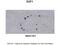 Early Growth Response 1 antibody, 28-572, ProSci, Western Blot image 