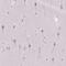 UTP4 Small Subunit Processome Component antibody, PA5-59445, Invitrogen Antibodies, Immunohistochemistry frozen image 