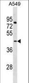 LanC Like 3 antibody, LS-C157857, Lifespan Biosciences, Western Blot image 