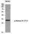 H1 Histone Family Member 0 antibody, PA5-40288, Invitrogen Antibodies, Western Blot image 