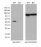 Farnesyl-Diphosphate Farnesyltransferase 1 antibody, M05118-1, Boster Biological Technology, Western Blot image 