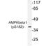 Protein Kinase AMP-Activated Non-Catalytic Subunit Beta 1 antibody, LS-C178073, Lifespan Biosciences, Western Blot image 