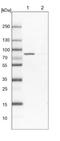 Acyl-CoA Synthetase Long Chain Family Member 4 antibody, NBP1-90258, Novus Biologicals, Western Blot image 