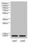 NOP10 Ribonucleoprotein antibody, CSB-PA873610LA01HU, Cusabio, Western Blot image 