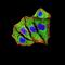 Superoxide Dismutase 2 antibody, NBP2-61883, Novus Biologicals, Immunofluorescence image 