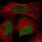 Peptidylprolyl Isomerase Like 2 antibody, PA5-57237, Invitrogen Antibodies, Immunofluorescence image 