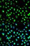N-Myc Downstream Regulated 1 antibody, LS-B12898, Lifespan Biosciences, Immunofluorescence image 