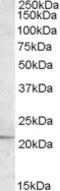 Apolipoprotein B MRNA Editing Enzyme Catalytic Subunit 3C antibody, LS-C112640, Lifespan Biosciences, Western Blot image 