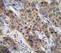 TGF beta antibody, F42108-0.4ML, NSJ Bioreagents, Immunohistochemistry frozen image 