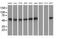 Tubulin Alpha 8 antibody, MA5-25092, Invitrogen Antibodies, Western Blot image 