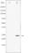 BCL2 Associated Agonist Of Cell Death antibody, abx011754, Abbexa, Western Blot image 