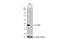 Serine/Threonine Kinase Receptor Associated Protein antibody, NBP2-20521, Novus Biologicals, Western Blot image 