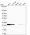 CXXC Finger Protein 5 antibody, PA5-66138, Invitrogen Antibodies, Western Blot image 