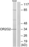 Olfactory Receptor Family 2 Subfamily G Member 2 antibody, abx015412, Abbexa, Western Blot image 
