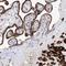 Protein Disulfide Isomerase Family A Member 5 antibody, NBP1-92250, Novus Biologicals, Immunohistochemistry frozen image 