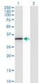 Annexin A3 antibody, H00000306-M07, Novus Biologicals, Western Blot image 
