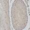 Capicua Transcriptional Repressor antibody, FNab10183, FineTest, Immunohistochemistry frozen image 