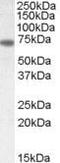 Netrin 1 antibody, PA5-18446, Invitrogen Antibodies, Western Blot image 