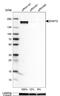 Euchromatic Histone Lysine Methyltransferase 2 antibody, NBP2-13948, Novus Biologicals, Western Blot image 