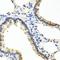 Origin recognition complex subunit 4 antibody, orb373703, Biorbyt, Immunohistochemistry paraffin image 