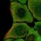 Interferon Regulatory Factor 6 antibody, NBP2-49383, Novus Biologicals, Immunofluorescence image 