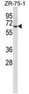 Glycerol-3-Phosphate Dehydrogenase 2 antibody, AP51906PU-N, Origene, Western Blot image 