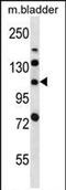 Leucine Rich Repeats And Immunoglobulin Like Domains 2 antibody, PA5-71852, Invitrogen Antibodies, Western Blot image 