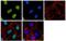 Actin Like 6A antibody, 711446, Invitrogen Antibodies, Immunocytochemistry image 