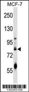 Germ Cell Nuclear Acidic Peptidase antibody, 58-643, ProSci, Western Blot image 