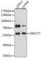 Zinc Finger Protein 277 antibody, 14-647, ProSci, Western Blot image 