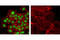 GATA Binding Protein 3 antibody, 5852T, Cell Signaling Technology, Immunofluorescence image 