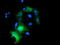 Pyrroline-5-Carboxylate Reductase 2 antibody, LS-C172491, Lifespan Biosciences, Immunofluorescence image 
