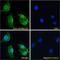 Apolipoprotein B MRNA Editing Enzyme Catalytic Subunit 3A antibody, 46-697, ProSci, Western Blot image 