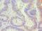 Cystatin SA antibody, LS-C375536, Lifespan Biosciences, Immunohistochemistry frozen image 