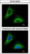 Keratin 5 antibody, GTX113219, GeneTex, Immunocytochemistry image 