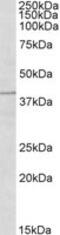 Tripartite motif-containing protein 5 antibody, MBS420059, MyBioSource, Western Blot image 