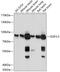 Galactosidase Beta 1 Like 3 antibody, 15-803, ProSci, Western Blot image 