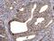 ATP Synthase F1 Subunit Gamma antibody, PA5-29975, Invitrogen Antibodies, Immunohistochemistry frozen image 