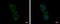 Zinc Finger BED-Type Containing 8 antibody, GTX123000, GeneTex, Immunofluorescence image 