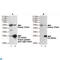 Rabbit IgG antibody, LS-C812314, Lifespan Biosciences, Immunoprecipitation image 