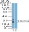 C-Type Lectin Domain Family 12 Member A antibody, NBP2-27346, Novus Biologicals, Western Blot image 