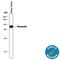 Vitronectin antibody, MAB2349, R&D Systems, Western Blot image 