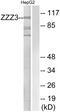 Zinc Finger ZZ-Type Containing 3 antibody, GTX87527, GeneTex, Western Blot image 