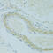 Intraflagellar Transport 57 antibody, 15-651, ProSci, Immunohistochemistry frozen image 