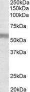 Natriuretic Peptide Receptor 3 antibody, MBS422859, MyBioSource, Western Blot image 